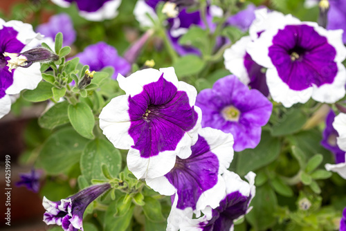 flowers in the garden