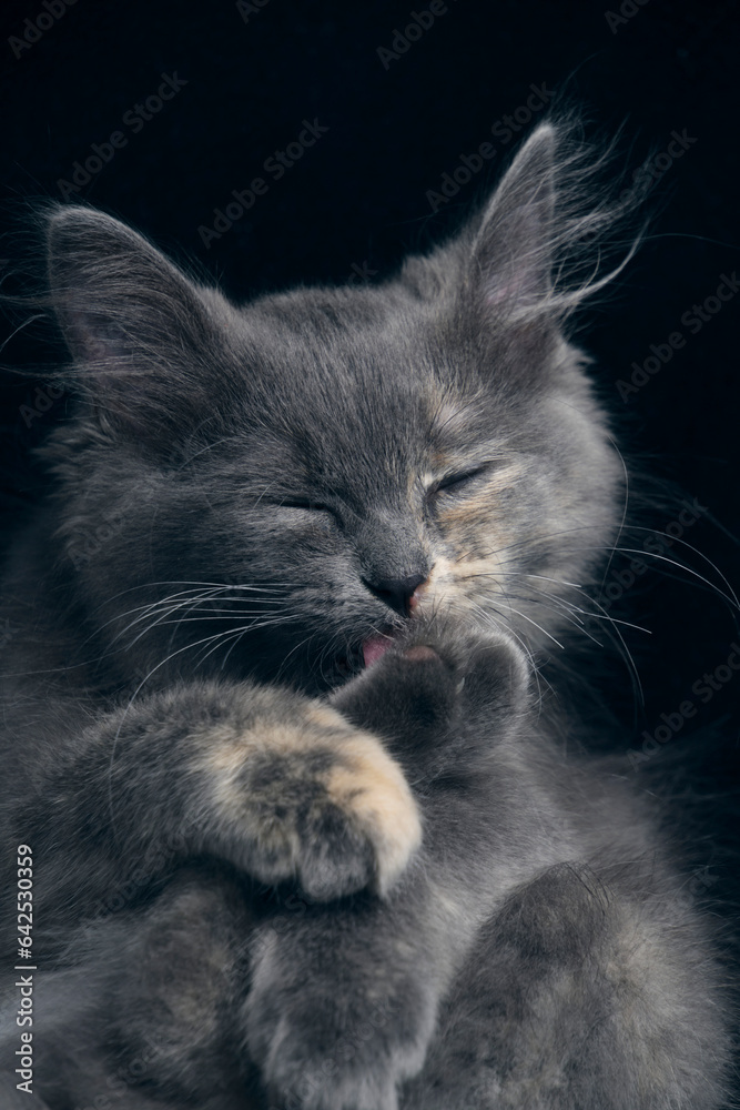 Young gray kitten washes itself by licking its paws.
