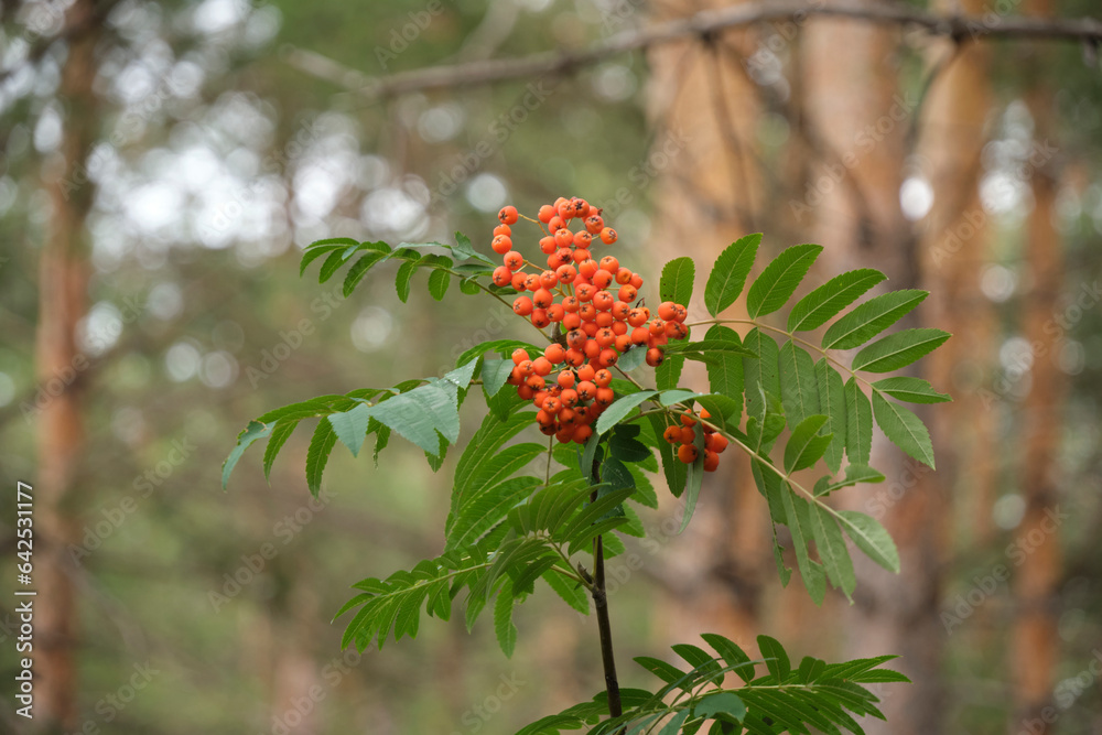 Branch ripe mountain ash background pine forest. Branch ripe mountain ash background pine forest.