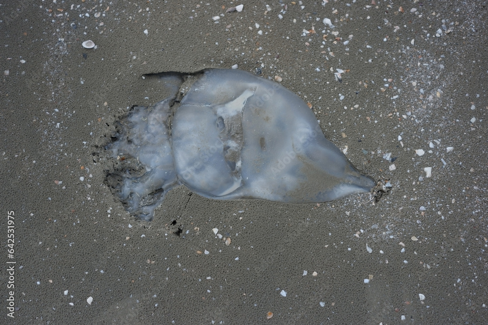 Obraz premium Dead squid on the beach.