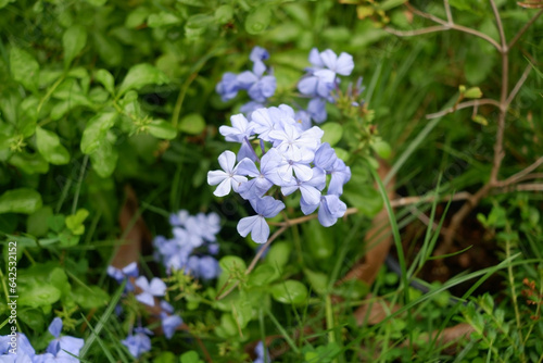 Purple flowers are blooming in a bouquet.