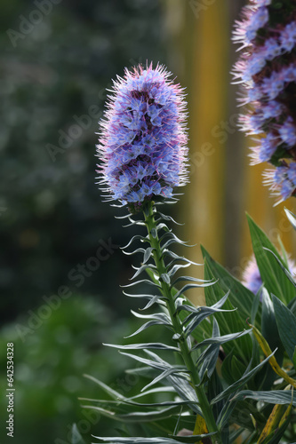 A close-up photo of a purple flower, Echium webbii, with green leaves on the stem. The background is blurred and the photo has a striking contrast between green and purple colors. photo