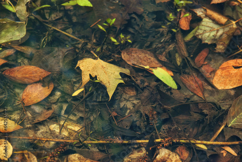 A close-up photo of fallen leaves in a pond and a tadpole is swimming.. The leaves are various shades of green, brown, orange, and yellow. The photo captures the natural beauty of the pond in autumn.