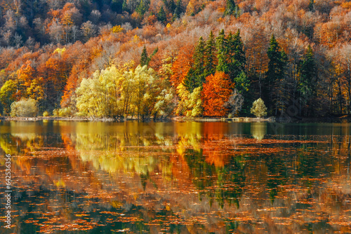 Autumn forest with reflection on Biogradsko lake in Montenegro