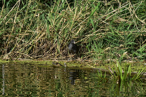 black headed coot on nest in reeds