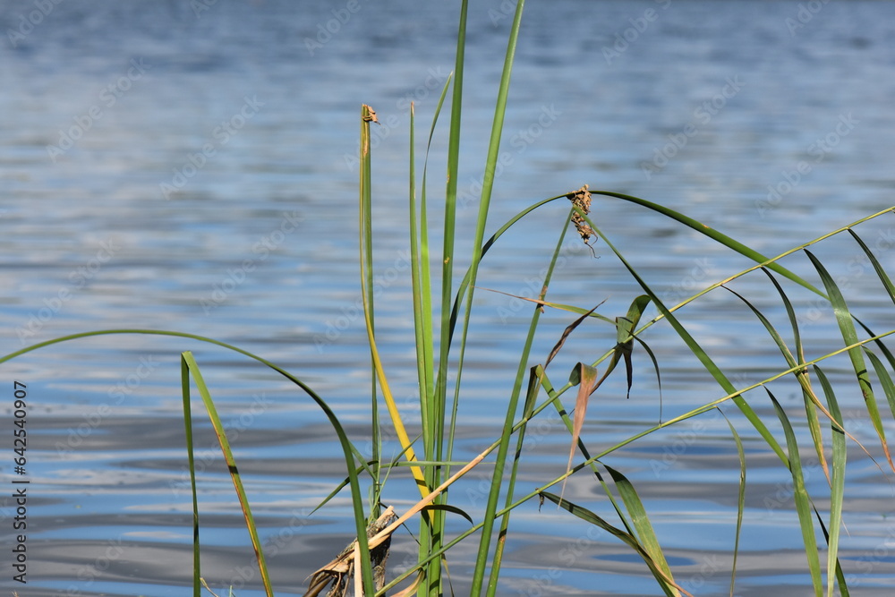 reeds in the water reeds in the water