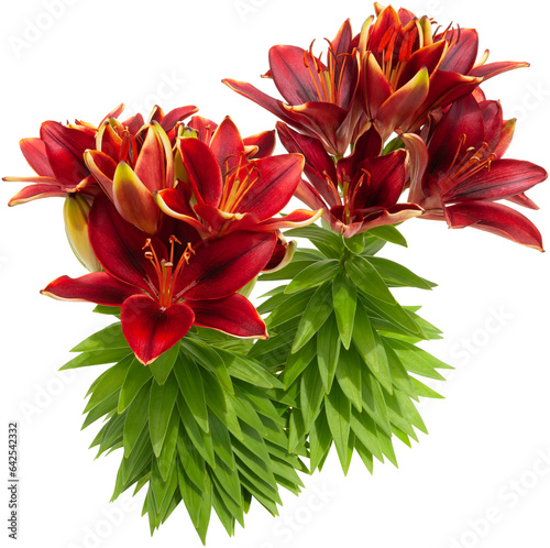 Flowers isolated on transparent background. Lily flowers. Bouquet of red flowers. Very high resolution