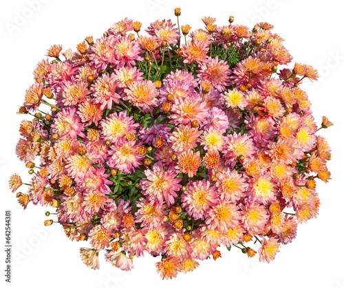 Cut out chrysanthemum. Bouquet of orange flowers isolated on transparent background. Flower bed for garden design or landscaping