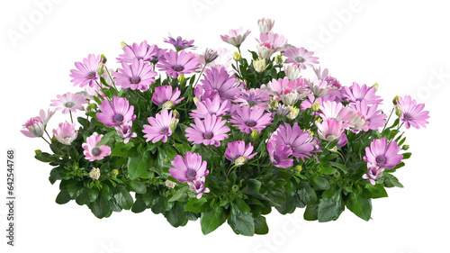 Cutout pink flowers. Flower bed isolated on transparent background. Bush for garden design or landscaping