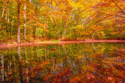 autumn in the forest at Tsutanuma Marsh
