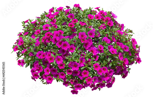 Cut out flowers. Pink flowers isolated on transparent background via an alpha channel. Hanging flowers basket. Flower bed for garden design or landscaping