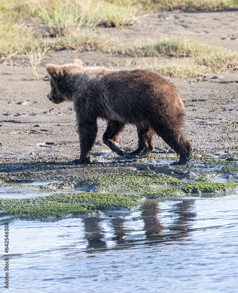 Fototapeta premium Brown Bear Cub on Slough Shoreline