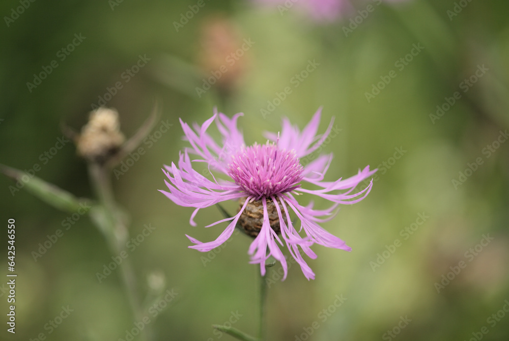 Centaurea jacea, brown knapweed Centaurea jacea, brown knapweed