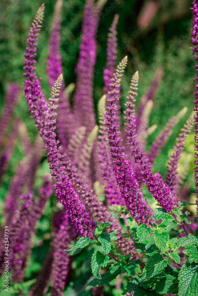 Fototapeta premium Beautiful blue lavender flowers in the garden