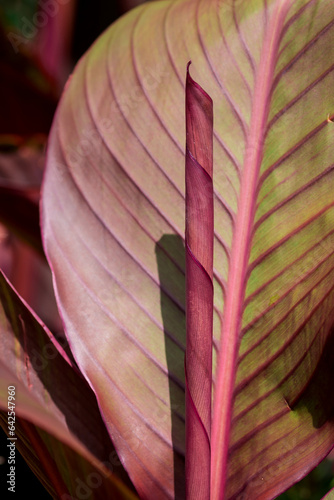 Beautiful canna lily plant leaf texture photo