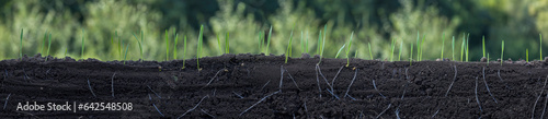 Young shoots of wheat with roots. Blurred background.