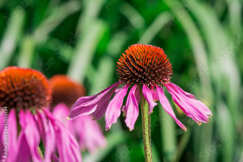 Red helenium flowers in the garden photo