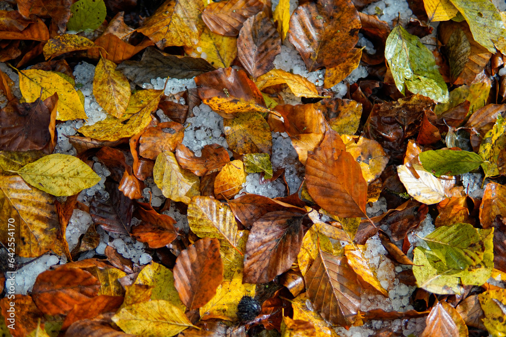 Foreground of fallen autumn leaves on the ground and ice. autumn background with leaves in nature.