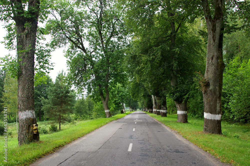 The road among the oak trees The road among the oak trees
