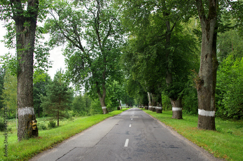 Fototapeta Naklejka Na Ścianę i Meble -  The road among the oak trees