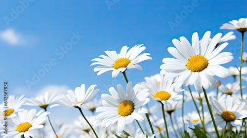Close-up of daisies in a field, emphasizing their bright white petals against a blue sky.