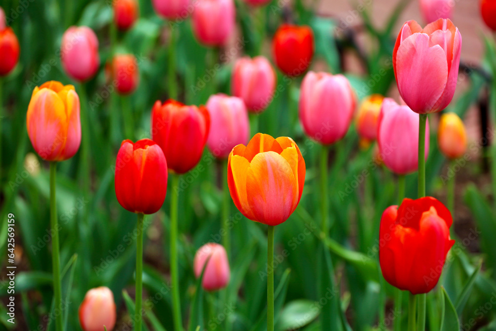 field of tulips