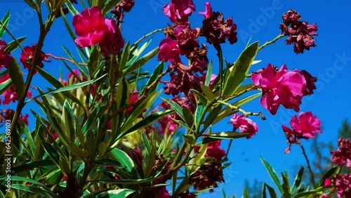 red and yellow flowers