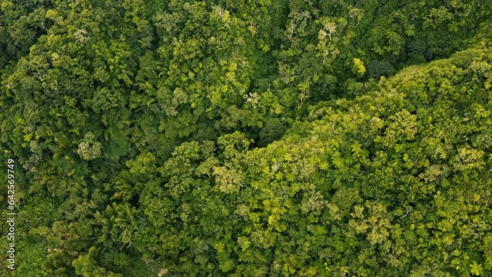 forest top view drone fly above green jungle background forest top view drone fly above green jungle background