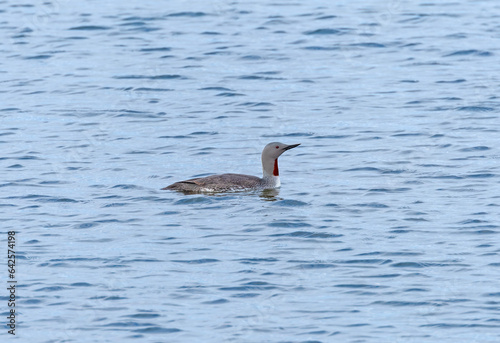 Red Thtoated Loon in an Arctic Bay photo