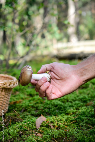 Man's hand picking mushrooms in the forest.