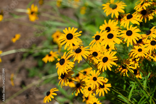 Canvastavla yellow brown-eyed susan flowers in a summer garden