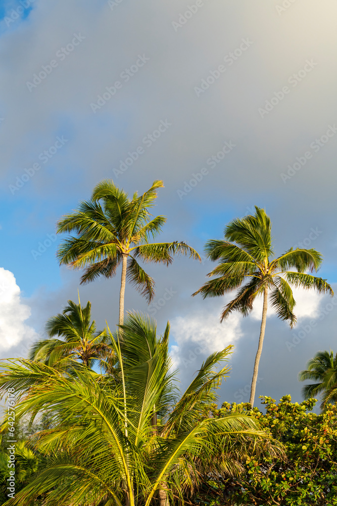 Palm trees and sky