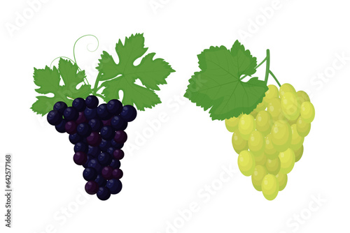 Grape varieties set vector illustration isolated on white background
