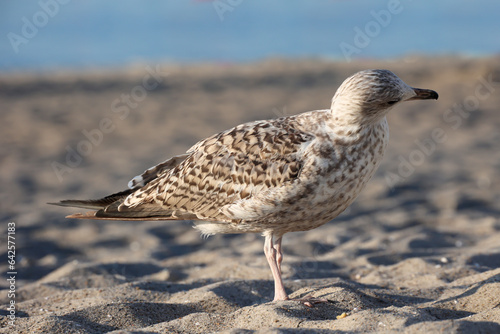 Wallpaper Mural Eine Mantelmöwe am Strand der Ostsee. Portrait eines Möwenvogels.
 Torontodigital.ca