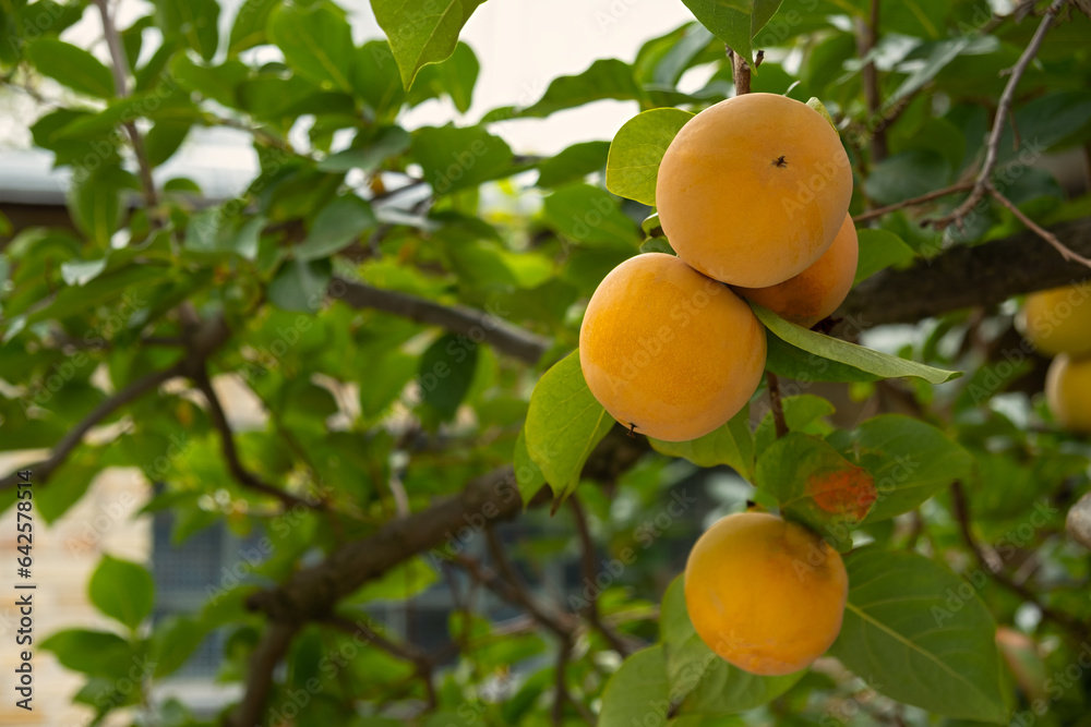 Ripe persimmon on a tree.