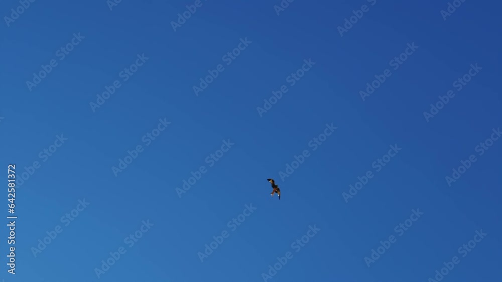 Eagle flying against clear blue sky. Vertical video. Flying bird of prey Eagle flying against clear blue sky. Vertical video. Flying bird of prey