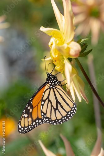 Lepidoptera (Danaus Plexippus) collecting nectar from a simple yellow dahlia flower © eugen