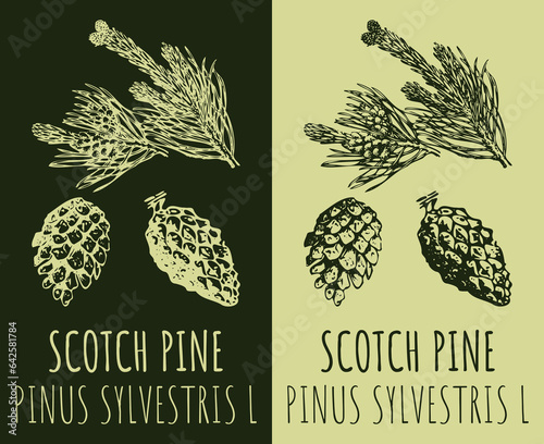 Drawing SCOTCH PINE. Hand drawn illustration. The Latin name is PINUS SYLVESTRIS L.