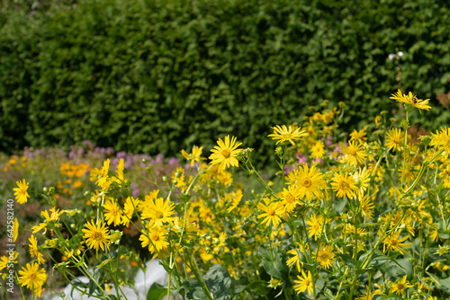 Silphium perfoliatum or cup plant yellow blossoms in the garden photo