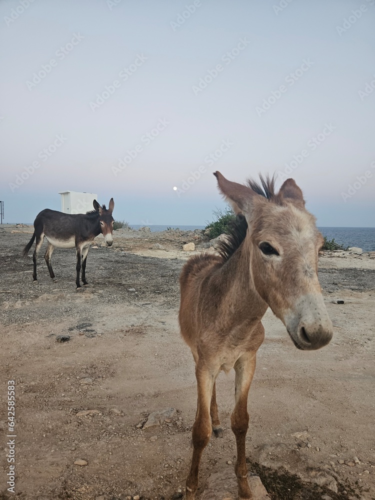 Obraz premium donkey in the mountain