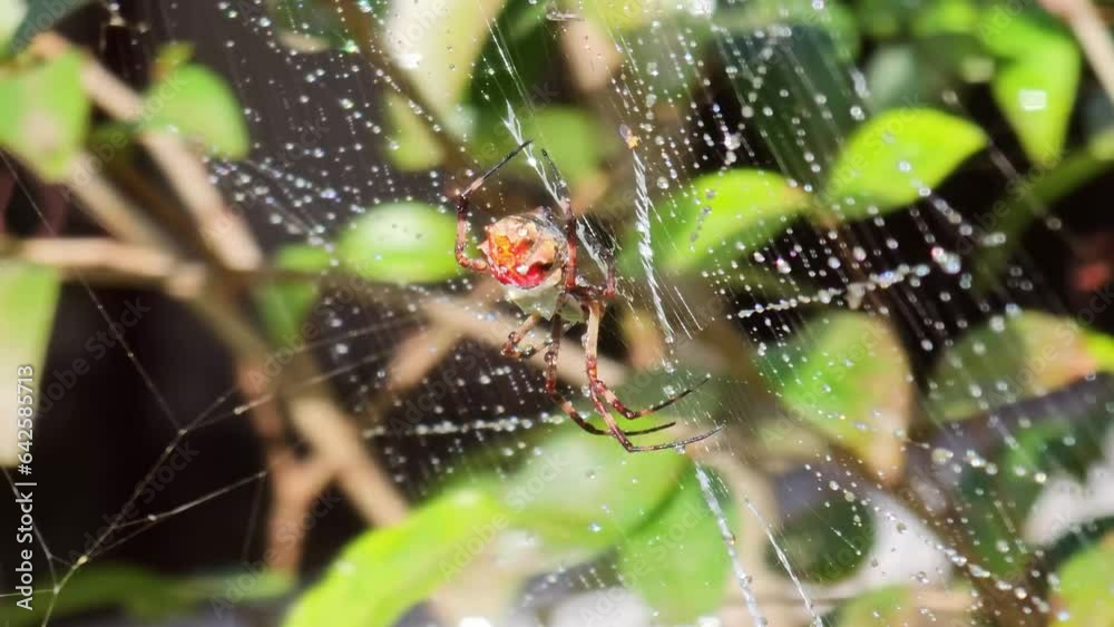 Silver spider, a small beautiful silver spider on its web, 4k, natural light.