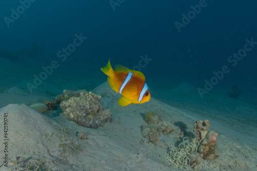 Clown-fish in the Red Sea Colorful and beautiful, Eilat Israel 