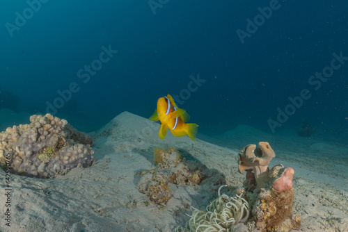 Clown-fish in the Red Sea Colorful and beautiful  Eilat Israel 