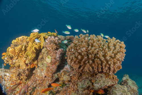 Coral reef and water plants in the Red Sea, Eilat Israel 