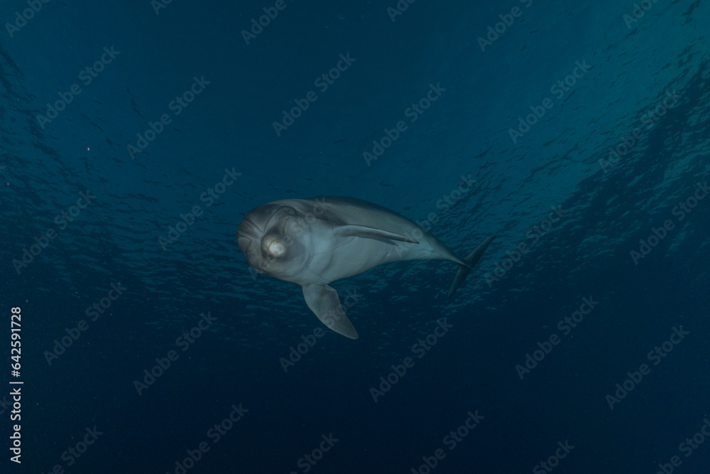 Fototapeta premium Dolphin swimming in the Red Sea, Eilat Israel 