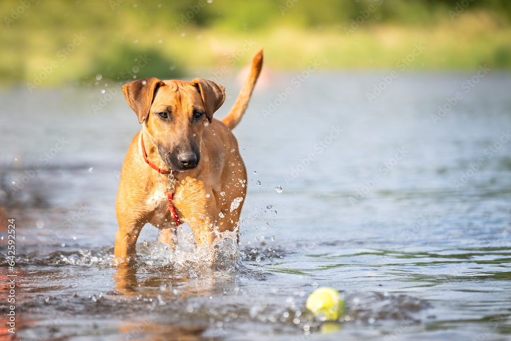 Pies bawi się piłką w wodzie - obrazy, fototapety, plakaty 