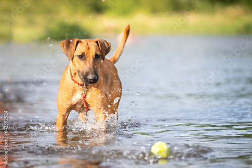 Pies bawi się piłką w wodzie