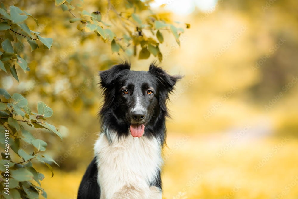 Black and white Border collie  mix sitting, autumn vibe and blurred yellow background