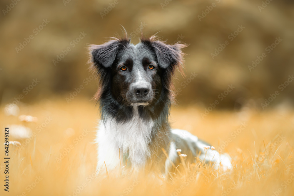Black and white Border collie  mix lies on the grass, autumn vibe and blurred yellow background