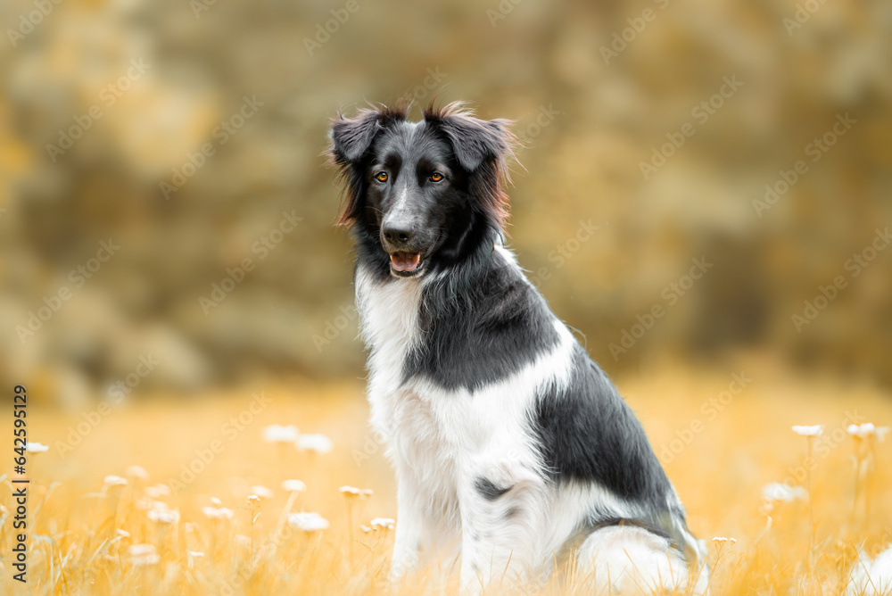 Black and white Border collie mix sitting, autumn vibe and blurred yellow background Black and white Border collie mix sitting, autumn vibe and blurred yellow background